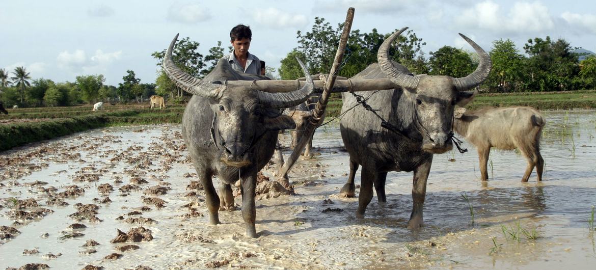 Young farmers struggle for a future — Global Issues Young farmers struggle for a future — Global Issues