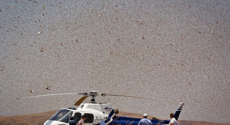 UN agency seeks further funding for Madagascar locust control plan