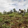 A farmer near the town of Kisumu in Kenya tills his land. (file 2015)
