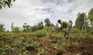 A farmer near the town of Kisumu in Kenya tills his land. (file 2015)