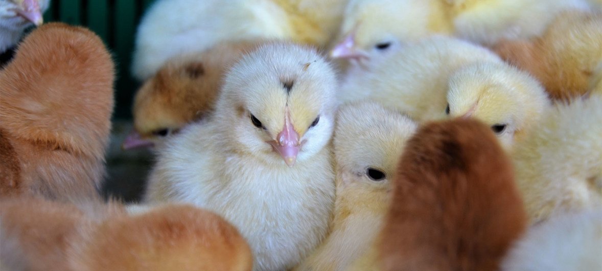 Пострадавшее сельское население восточной Украины получит цыплят и корм для животных.