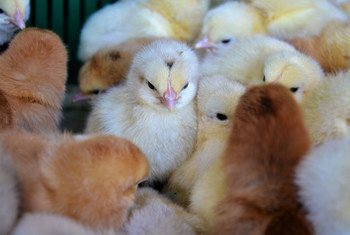 Пострадавшее сельское население восточной Украины получит цыплят и корм для животных.