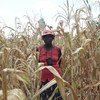 Relatora conheceu pessoas nas áreas afetadas pela seca de Masvingo e Mwenezi que comiam apenas uma porção de milho cozido por dia. 