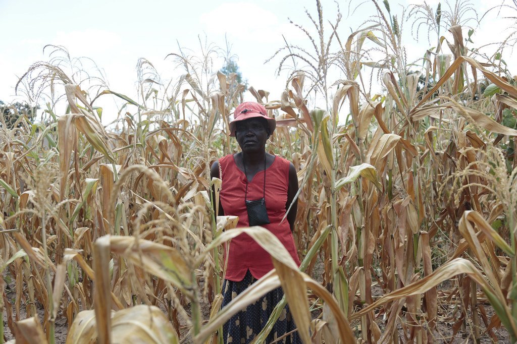 世界粮食计划署表示，到2019年10月，津巴布韦超过三分之一的农村人口将粮食不安全。