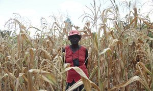 The World Food Programme says that more than one-third of the rural population in Zimbabwe will be food insecure by October 2019.