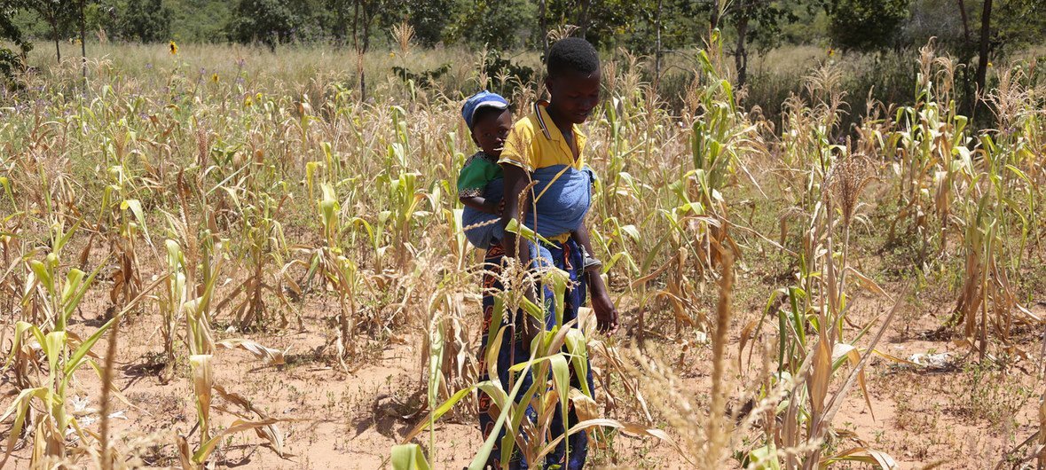 La sequía en  Zimbabwe afecta a los agricultores. La cosecha no crece.