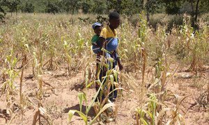 ظروف الجفاف في زيمبابوي لم تمكن المزارعين  من زراعة ما يكفي من الغذاء.