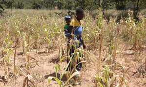 Drought conditions in Zimbabwe have meant that farmers have not been able to grow enough food this year.