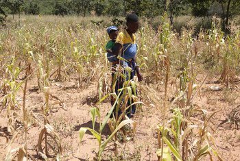 La sequía en  Zimbabwe afecta a los agricultores. La cosecha no crece.
