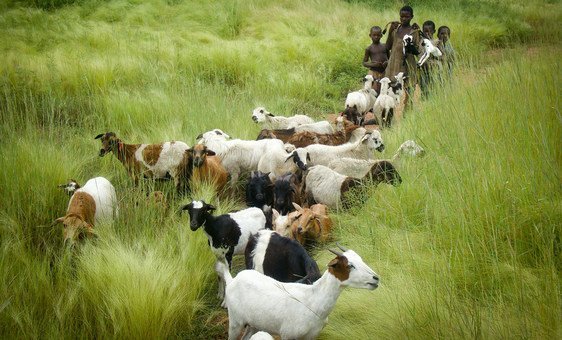 With improved land-management techniques Ghana’s subsistence farmers have been able to revitalize the soils they cultivate. (file)