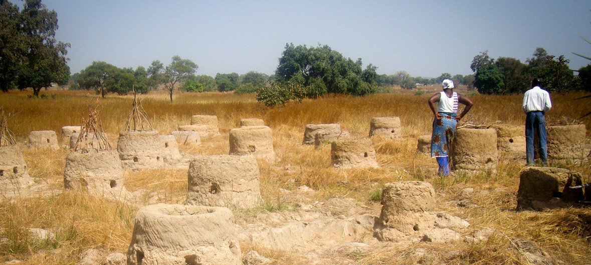 Desertification is threatening Ghana’s subsistence farmers. (file)