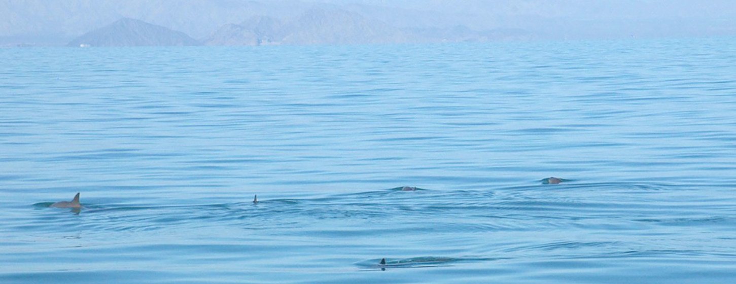 Varios especímenes de la vaquita marina en el Alto Golfo de California