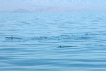 Varios especímenes de la vaquita marina en el Alto Golfo de California