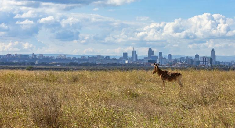 An antelope stands in a field in Nairobi, Kenya.