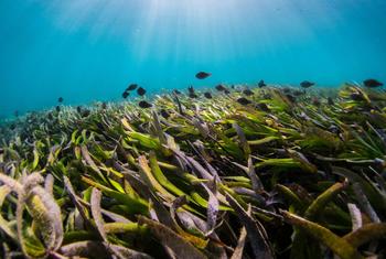 As ervas marinhas, que evoluíram há mais de 70 milhões de anos a partir das ervas terrestres, são um dos ecossistemas marinhos mais diversos e valiosos do planeta
