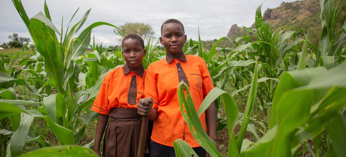 Wanafunzi wawili katika shamba la mahindi iliyopandwa ili kuhakikisha lishe bora shuleni katika eneo la Karamoja nchini Uganda.