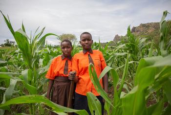 Wanafunzi wawili katika shamba la mahindi iliyopandwa ili kuhakikisha lishe bora shuleni katika eneo la Karamoja nchini Uganda.