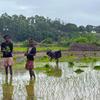 Children plant rice in a field in southern Madagascar.