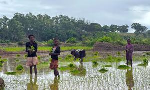 Children plant rice in a field in southern Madagascar.