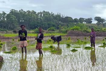 Des enfants plantent du riz dans un champ au sud de Madagascar.