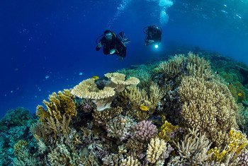 埃及海岸红海的珊瑚礁作为水下旅游景点产生收入。