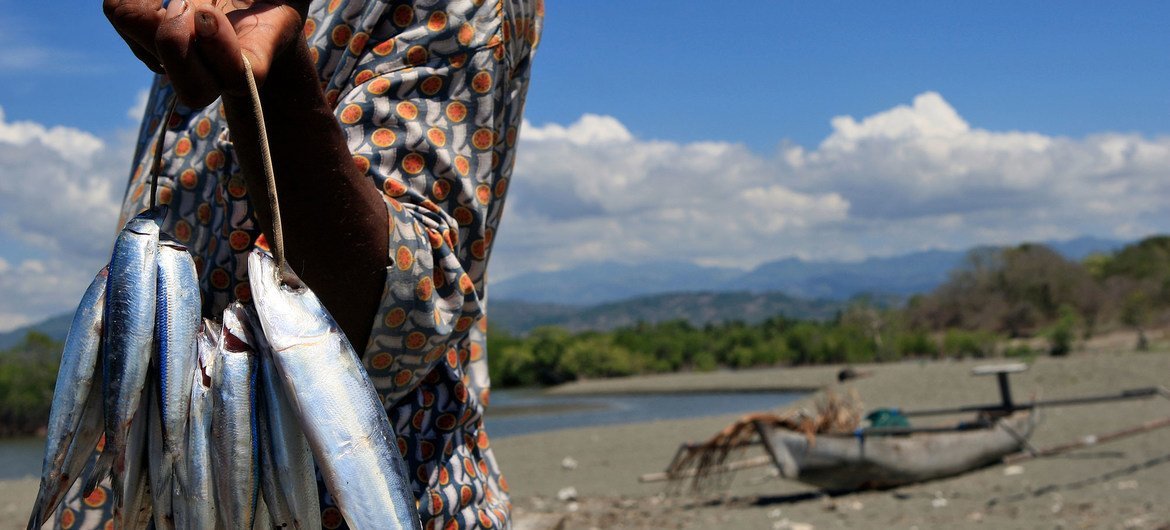 No Timor-Leste, a pesca é vista como um fator alternativo para o setor petrolífero ue domina a economia gerando cerca de 70% do PIB
