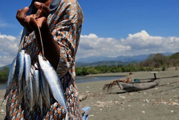No Timor-Leste, a pesca é vista como um fator alternativo para o setor petrolífero ue domina a economia gerando cerca de 70% do PIB