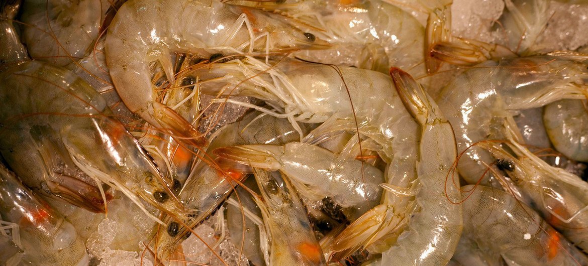 La crevette est le principal produit d'exportation de fruits de mer du Cameroun.