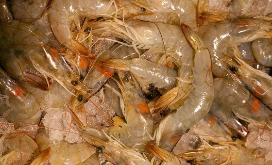 Shrimp is Cameroon's main seafood export product.