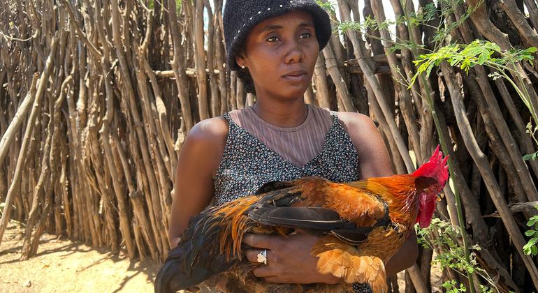 ल्युसेट वोगनेन्टसेवा तंज़ानियाई अंडे से हुए चिकन के साथ.