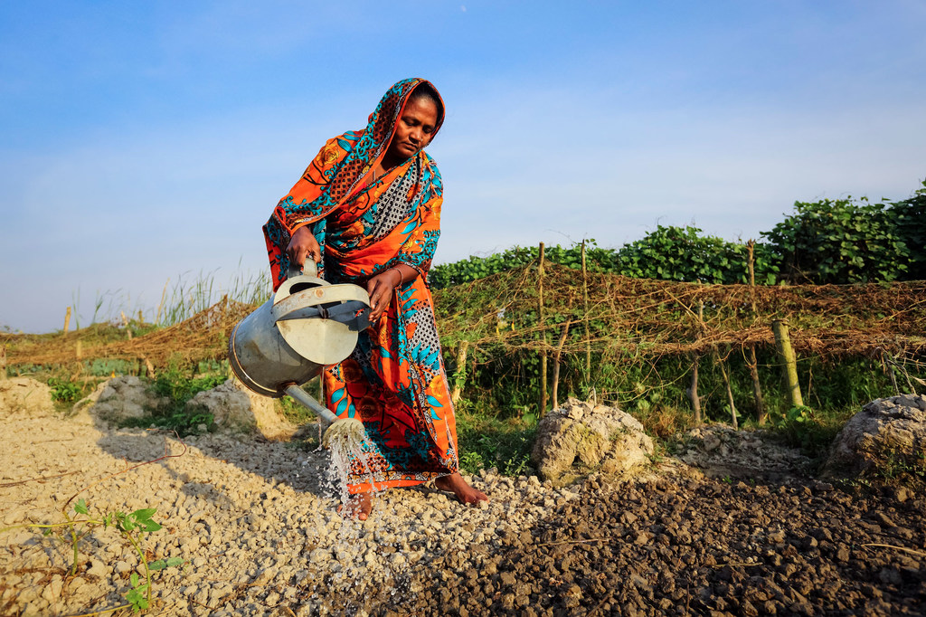 En Bangladesh, los agricultores están sembrando cultivos más resistentes al clima.