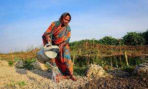 In Bangladesh, farmers are growing more climate resilient crops.