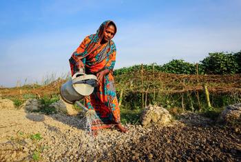 A Bangladeshi woman in a colorful sari waters a field with a metal watering can.