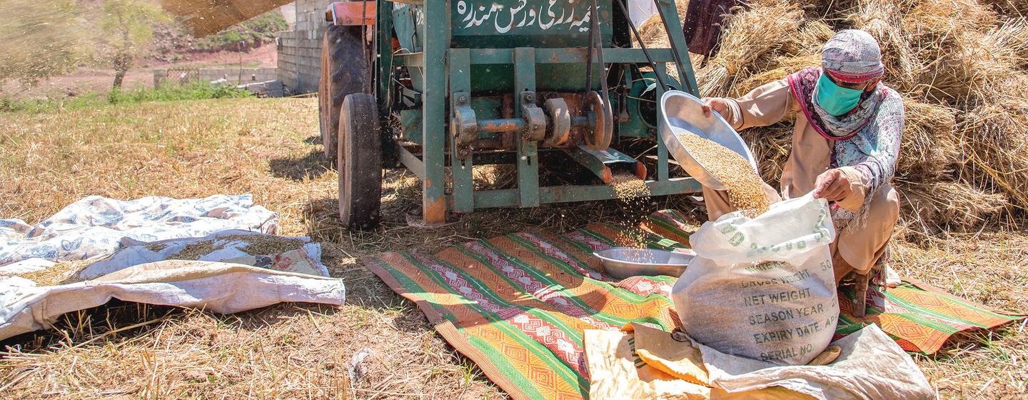 Farmers thresh wheat on their land in Pakistan.