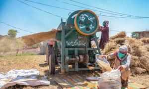 Farmers thresh wheat on their land in Pakistan.