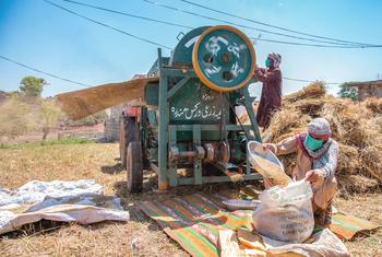 Des agriculteurs battent du blé au Pakistan.