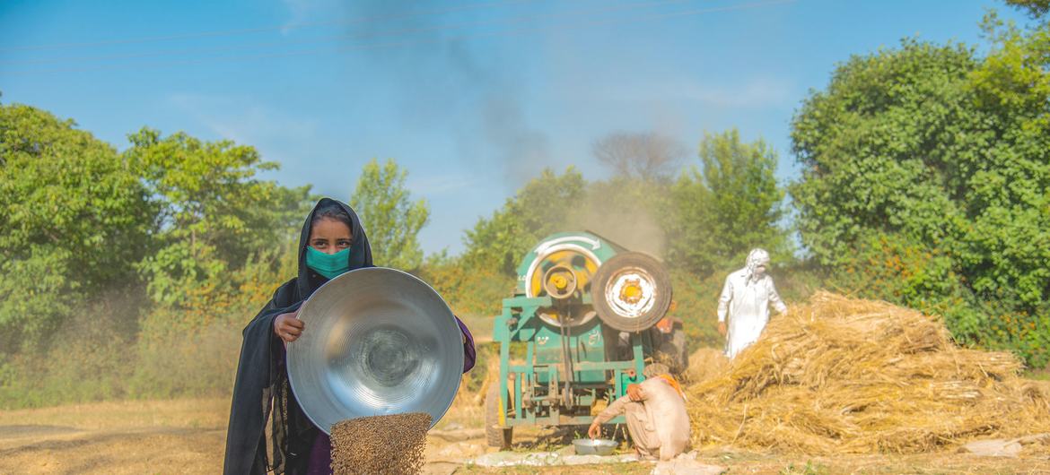 A colheita de grãos é feita em uma fazenda familiar no Paquistão