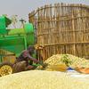 A small holder farmer processes maize in Ethiopia's Gambella Region.