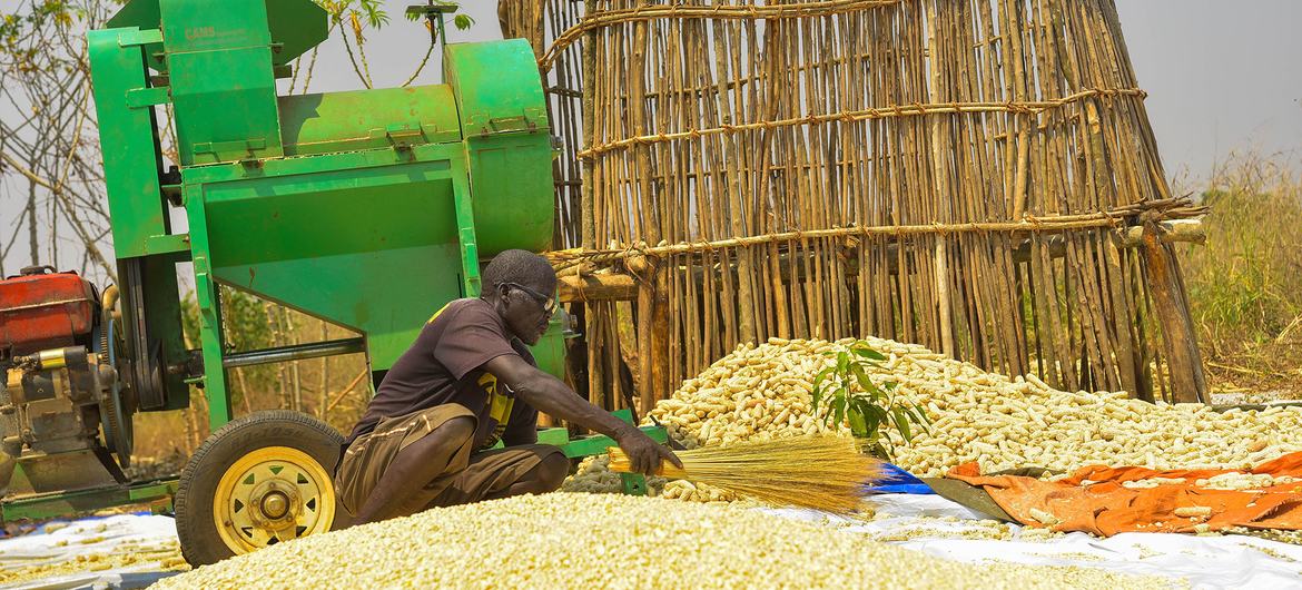 A small holder farmer processes maize in Ethiopia's Gambella Region.