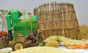 A small holder farmer processes maize in Ethiopia's Gambella Region.