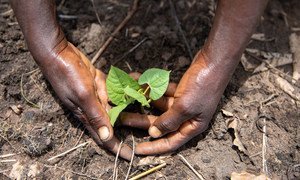 The Democratic Republic of the Congo has great food-production potential. 