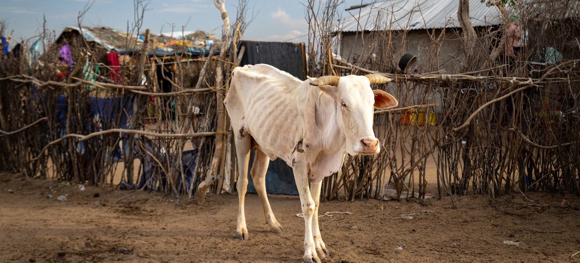 La famine provoquée par la sécheresse au Kenya a détérioré le corps de cette vache.
