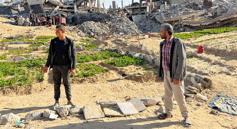 Nabil Azab (right) stands near the tree his family grew. Behind are the ruins of the building where his family lives despite the danger.