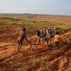 尽管面临荒漠化的挑战，马达加斯加南部的社区仍在继续耕种。