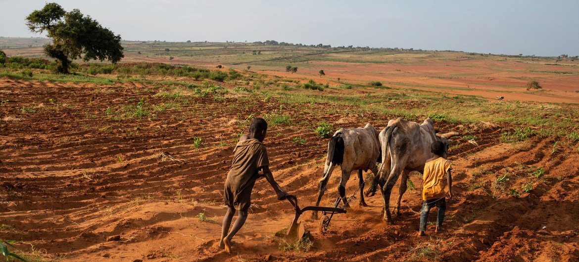 Communities in southern Madagascar continue to cultivate despite the challenges of desertification.