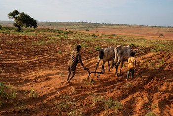 Communities in southern Madagascar continue to cultivate despite the challenges of desertification.