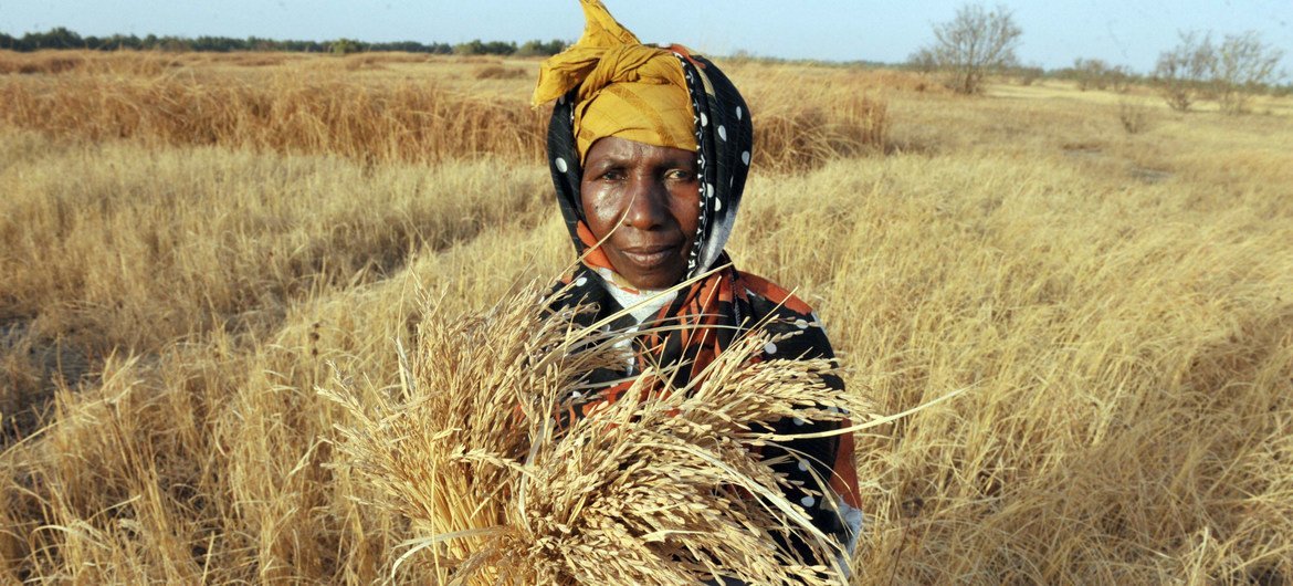 Une agricultrice en Gambie affectée par le manque d'eau pour cultiver le riz.