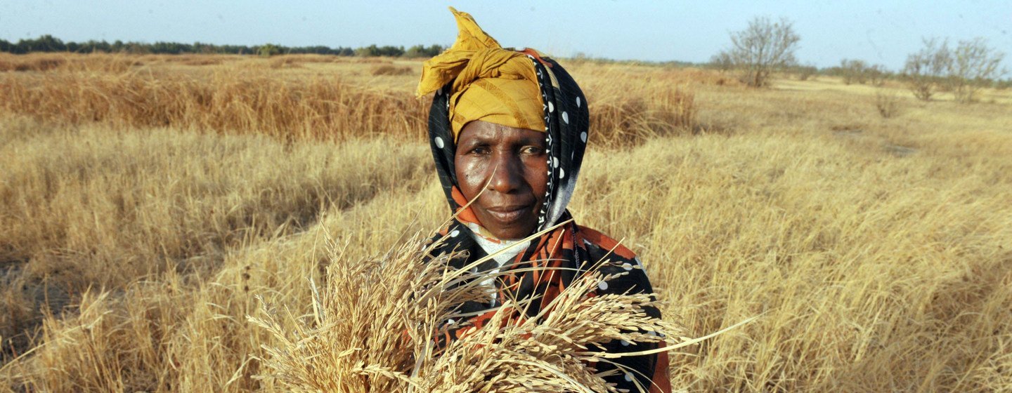 Una campesina de Gambia muestra cómo su cosecha de arroz dañada por la falta de agua.