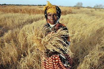 Una campesina de Gambia muestra cómo su cosecha de arroz dañada por la falta de agua.