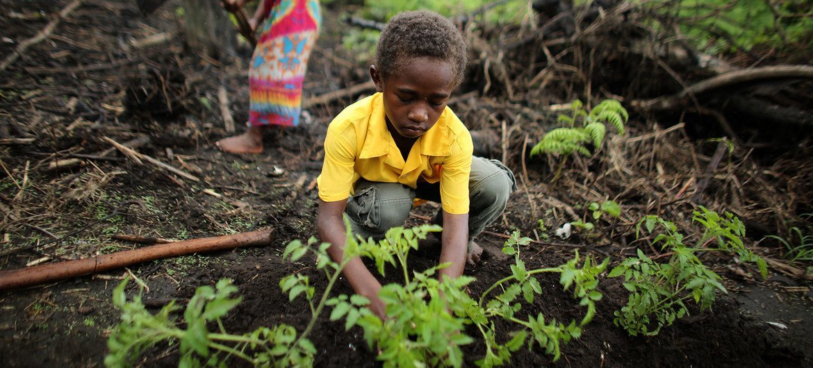 Des communautés agricoles au Vanuatu s'adaptent au changement climatique.